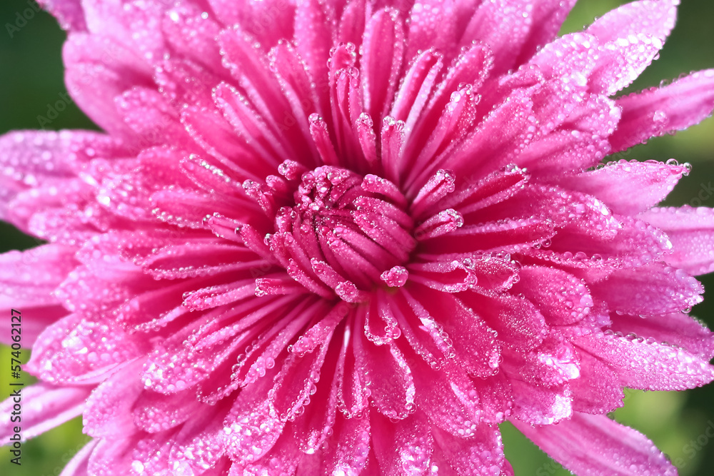 Morning dew drops on petals after rain. Pink Chrysanthemum flower head. Floral  background. Raindrop