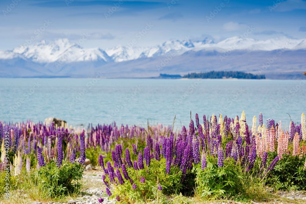 Majestic mountain lake with lupins blooming