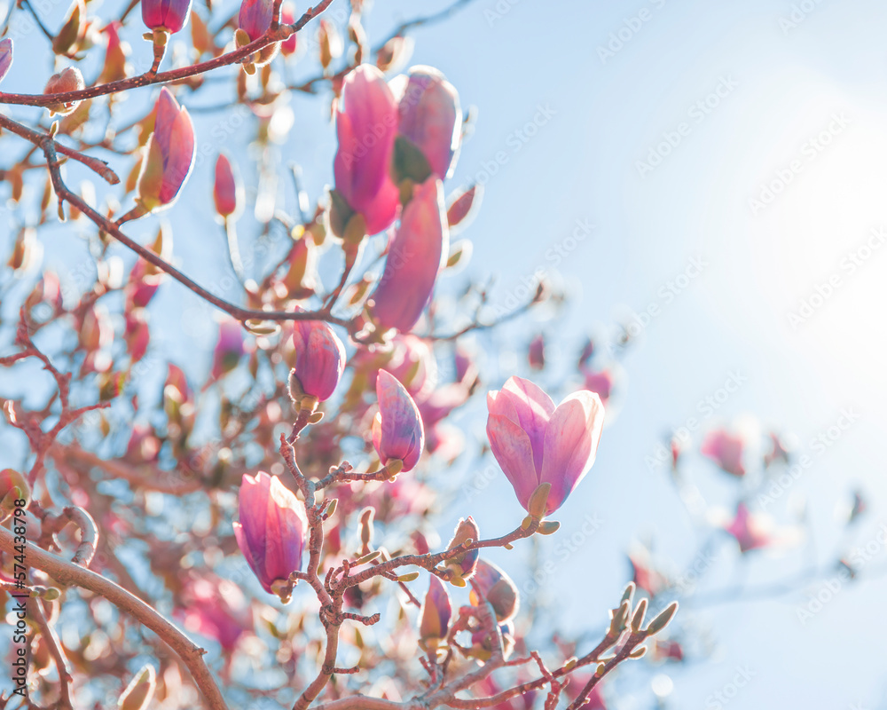 Magnolia tree branch with pink flowers in sunny day. Beautiful spring background