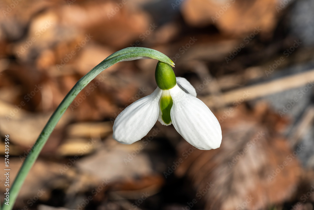 Galanthus woronowii (giant snowdrop} a winter spring flowering plant with a white green springtime f