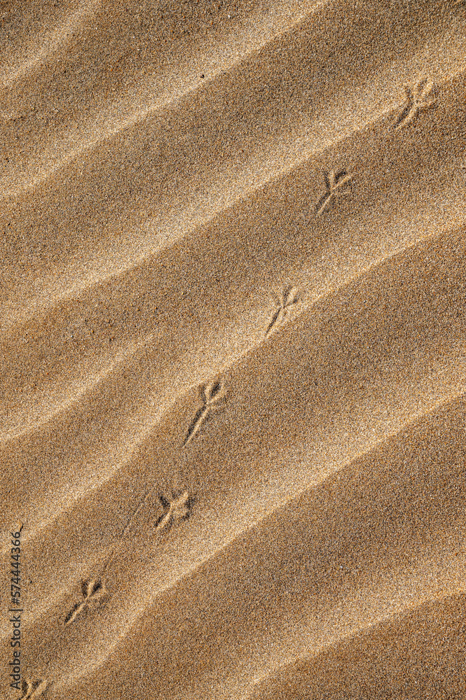 Background with beach sand and bird tracks in close-up. Sand dunes on a sunny summer day.