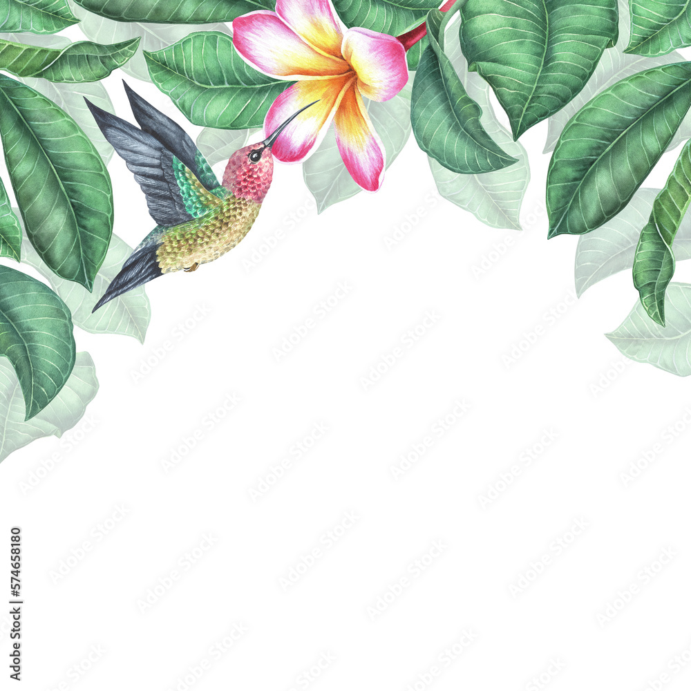 Watercolor botanical illustration. Square frame with plumeria and flying hummingbird. Pink frangipan