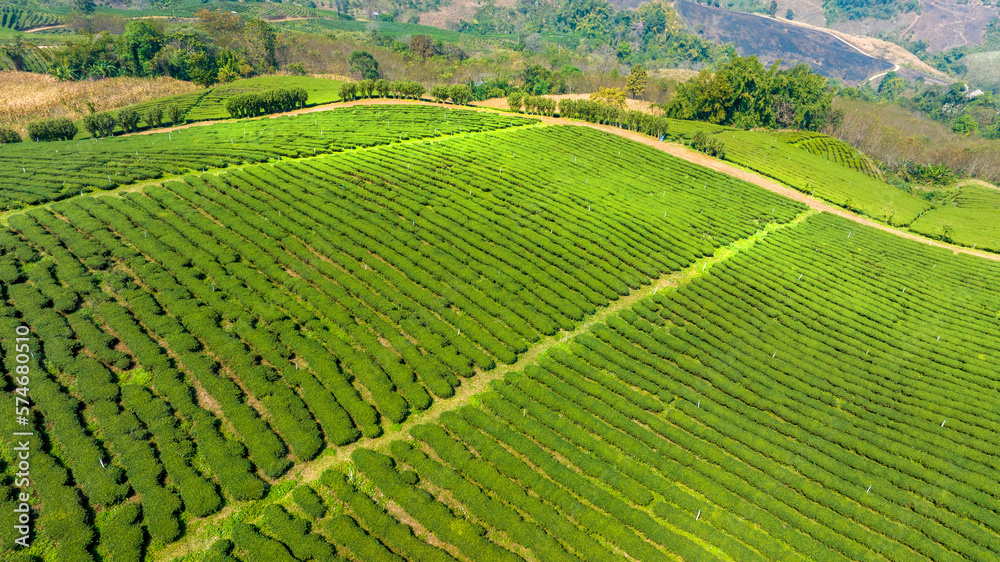 Plantation ecological tea garden.  Green tea mountain. tea plantation background. Beautiful Tea fiel