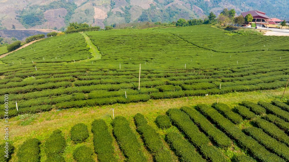Plantation ecological tea garden.  Green tea mountain. tea plantation background. Beautiful Tea fiel