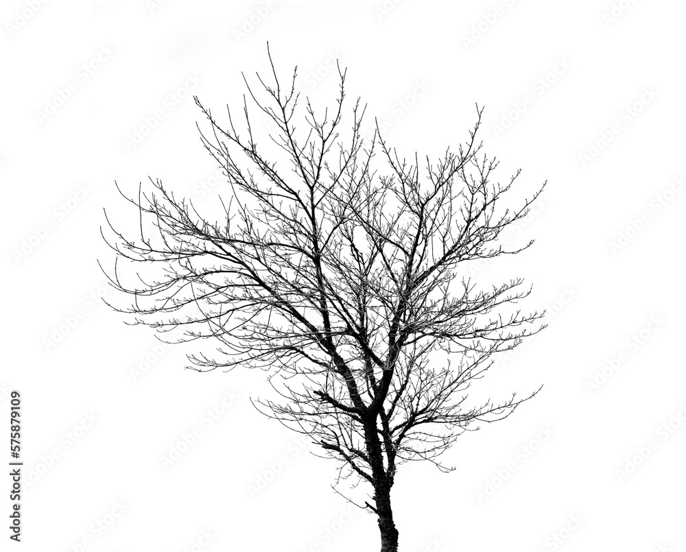 A bare tree, leafless branches in a cold winter or autumn with dry plants in nature. Ecology, sustai