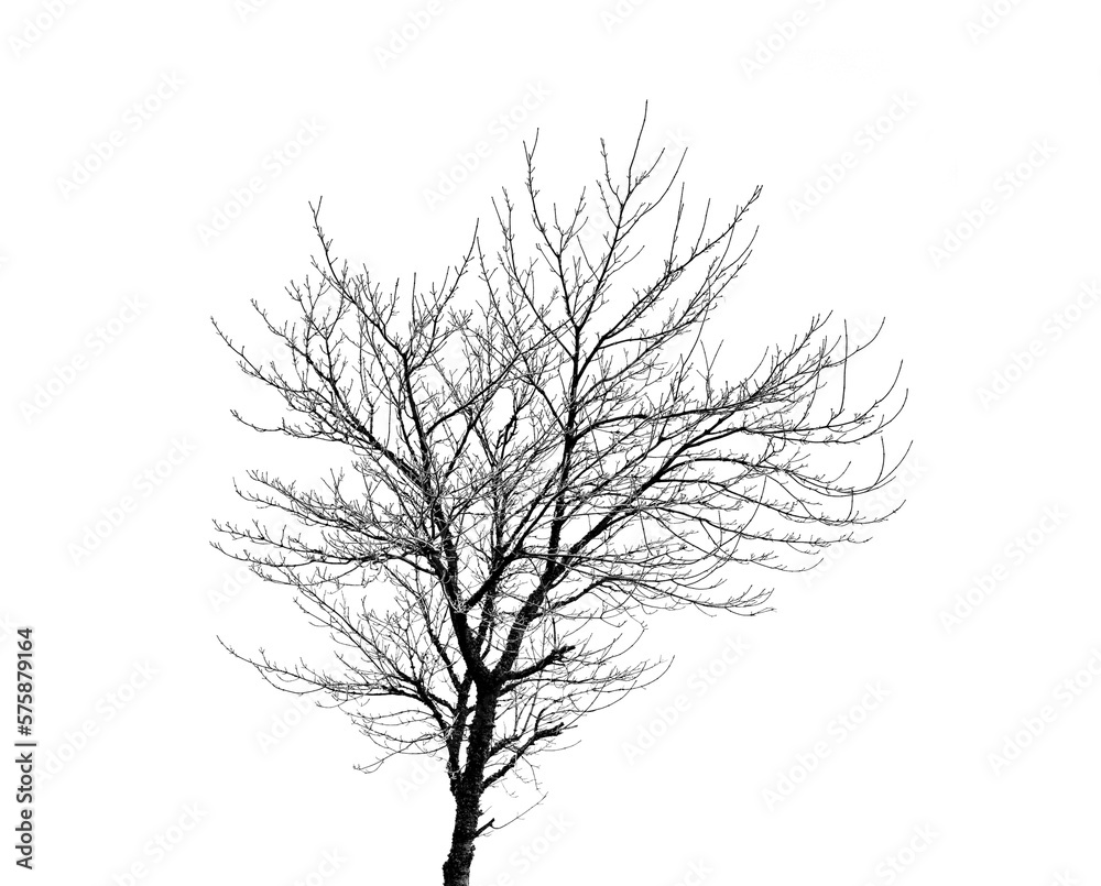 A bare tree, leafless branches in a cold winter or autumn with dry plants in nature. Ecology, sustai