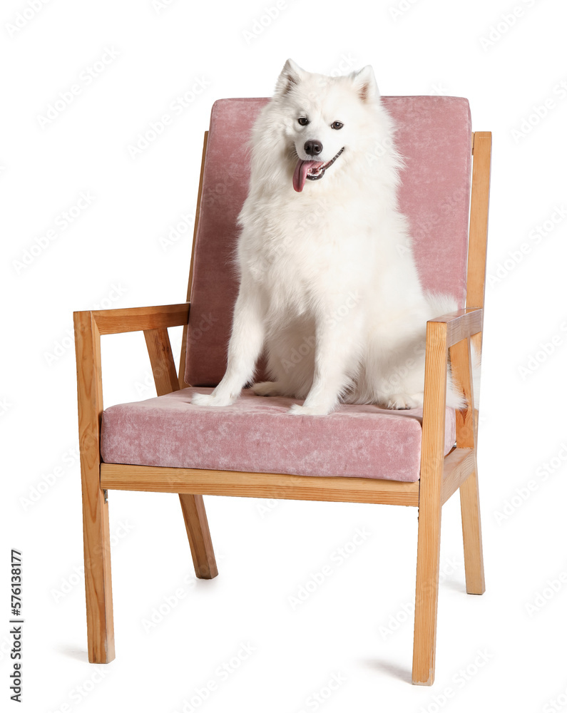 Cute Samoyed dog sitting in pink armchair on white background