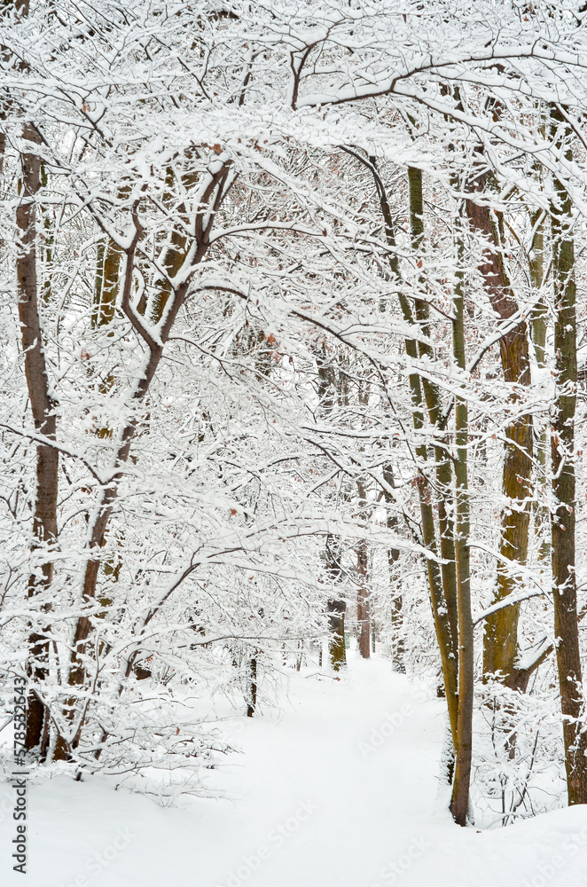 View of winter forest with trees on snowy day
