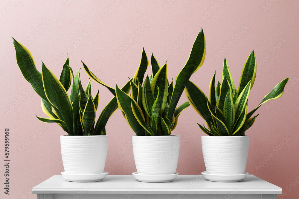 Snake plants on table near pink wall