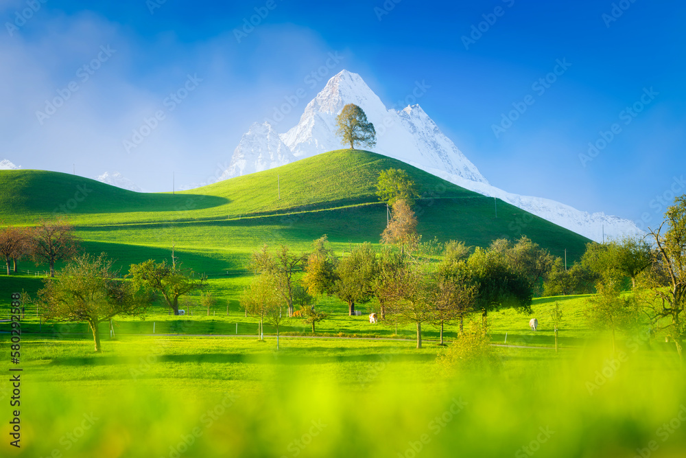 Tree on top of the hill. View against the background of the mountains. Landscape before sunset with 