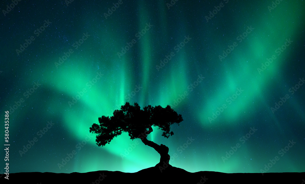 Northern lights over the alone tree at night. Aurora borealis and silhouette of beautiful tree on th