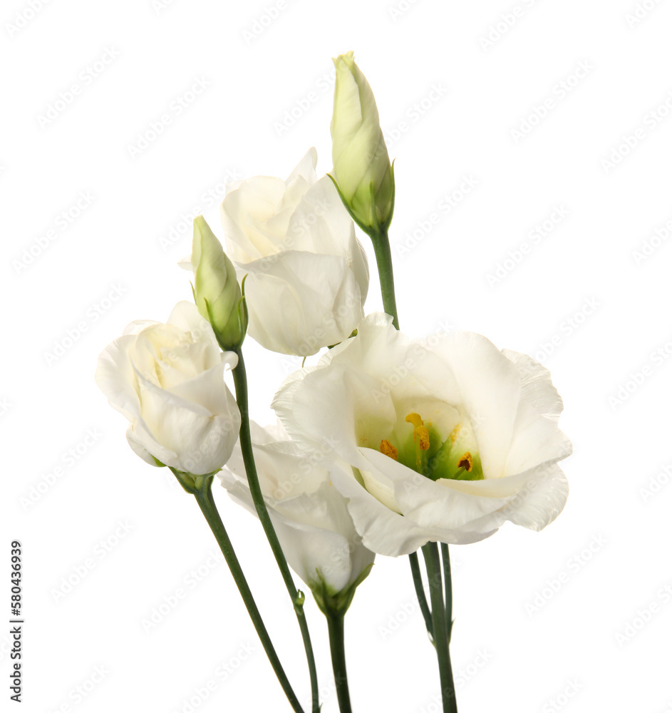 Branch of beautiful eustoma flowers on white background, closeup