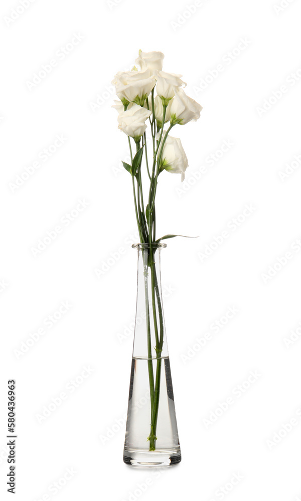 Glass vase with beautiful eustoma flowers isolated on white background
