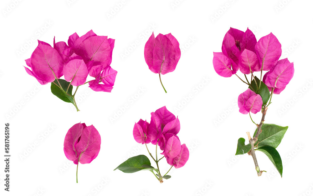 Blooming branch, flowers and inflorescence of bougainvillea isolated on white background. Element fo