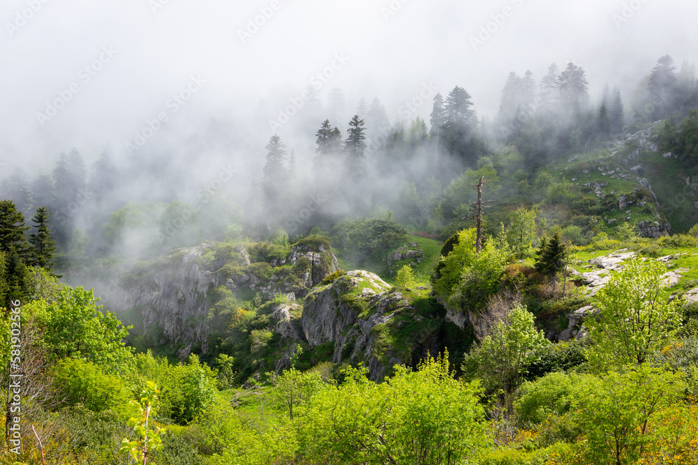 Foggy and moody coniferous forest with rocks overgrown with lush green moss and lichen in Khvamli Mo