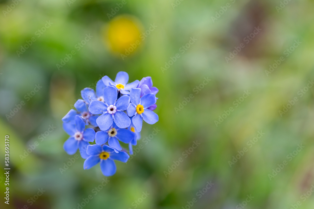 Forget-me-not (Myosotis scorpioides) small blue flowers with yellow centers, macro close-up photo wi