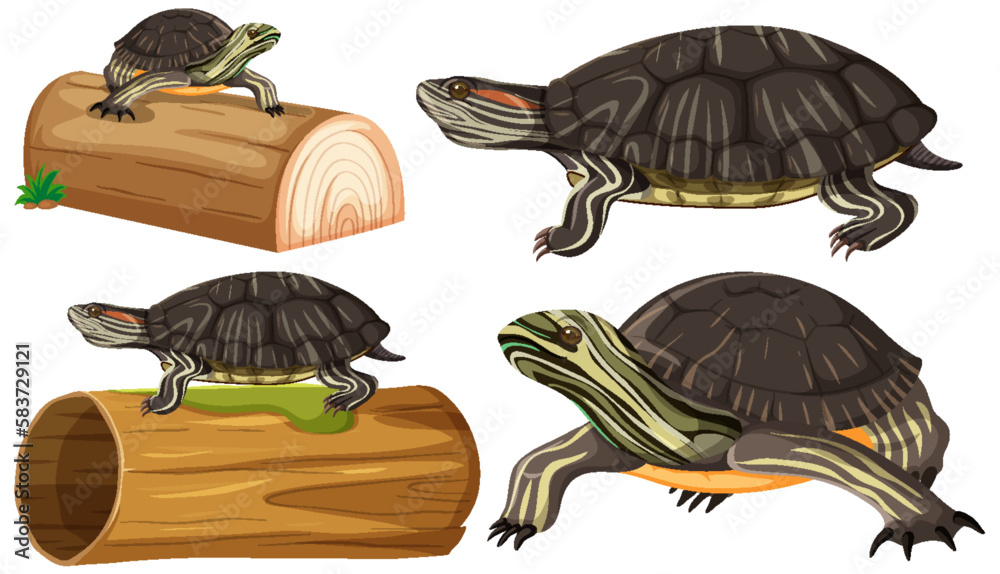 Collection of Painted Turtle Poses