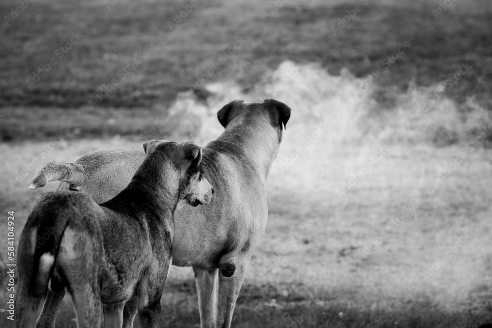 dogs with smoke 