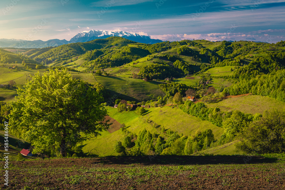 Rural scenery with green fields and snowy mountains, Holbav, Romania