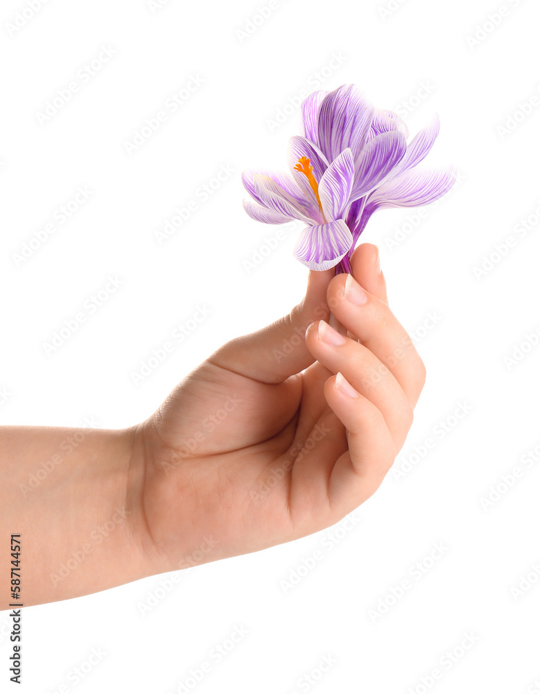 Woman holding beautiful Saffron flowers on white background