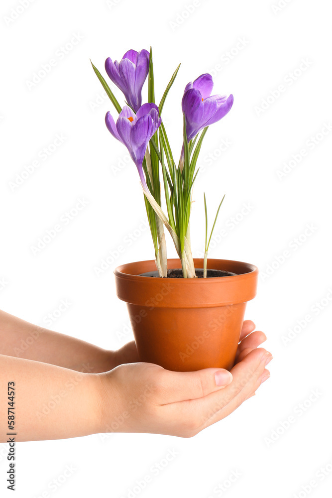 Woman holding pot with beautiful Saffron flowers on white background