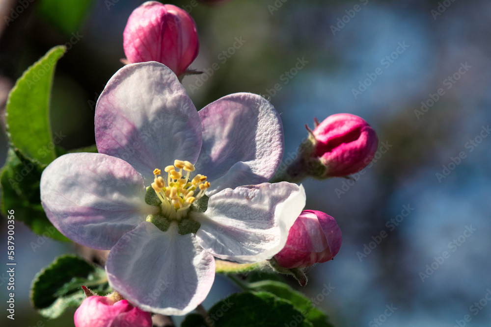 Apple blossom. Close-up selective focus. On a defocused background.