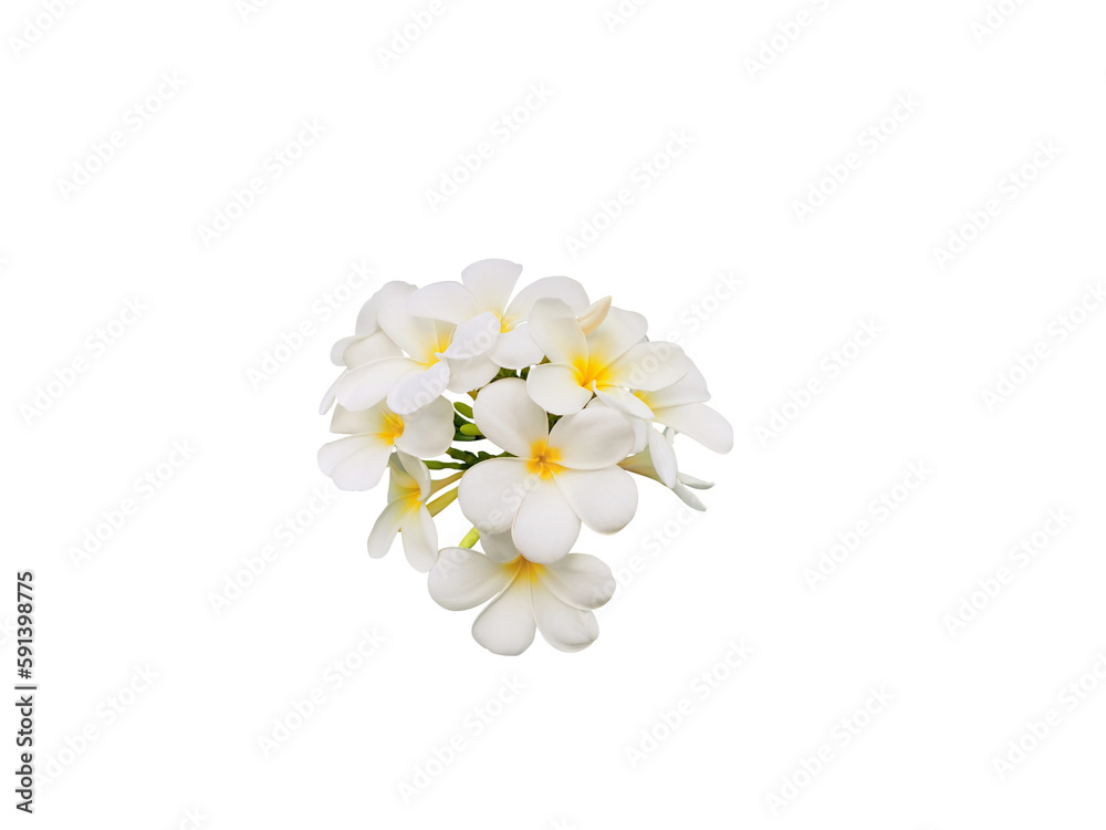 Plumeria flower isolated PNG transparent