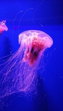 Jellyfish on a blue background, close-up. Jellyfish Museum. A beautiful jellyfish with a long tail. Invertebrate marine animal