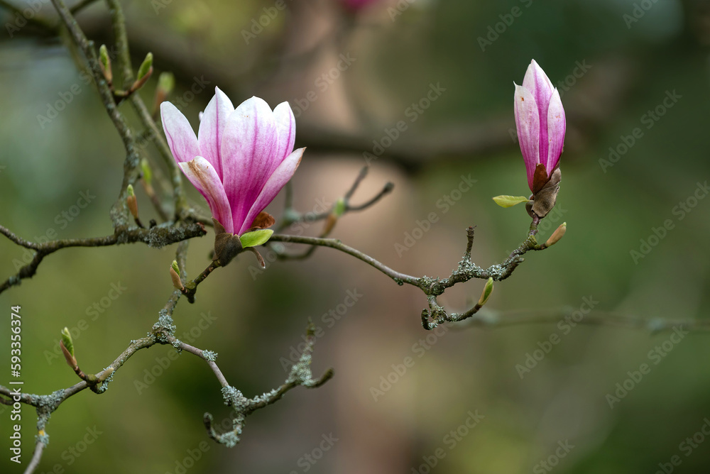 Blooming magnolia tree in the old spring park