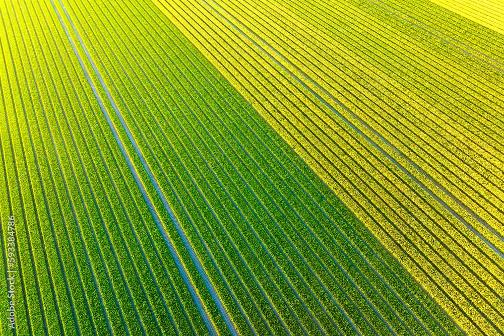 Drone view of a field of tulips. Landscape from the air in the Netherlands. Rows on the field. View 