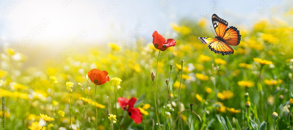 Summer yellow meadow with wildflowers and a fluttering butterfly. Natural widescreen scenery.