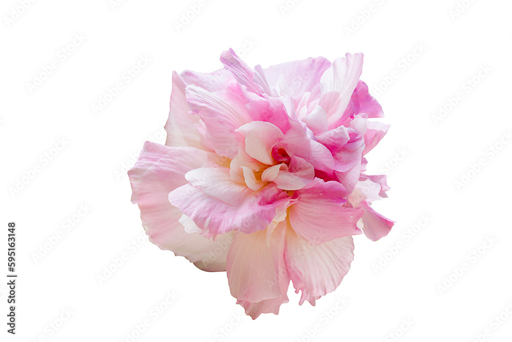 Pink Changeable Roso, Hibiscus mutabilis L. isolated on white