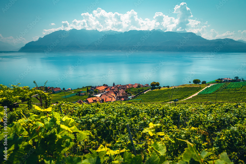 Vineyards and Rivaz village on the lake shore, Switzerland