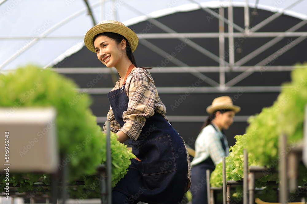 Female farmer working in a hydroponics greenhouse. Happy young woman planting and harvesting vegetab