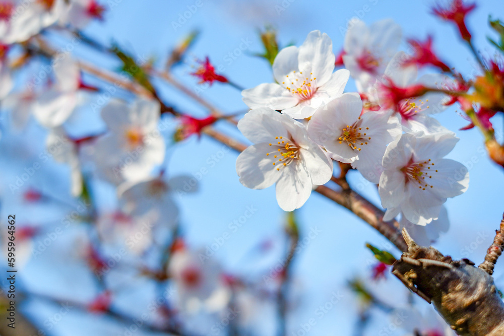 Close focus on cherry blossom (Sakura Tree Flower) and solf blur background