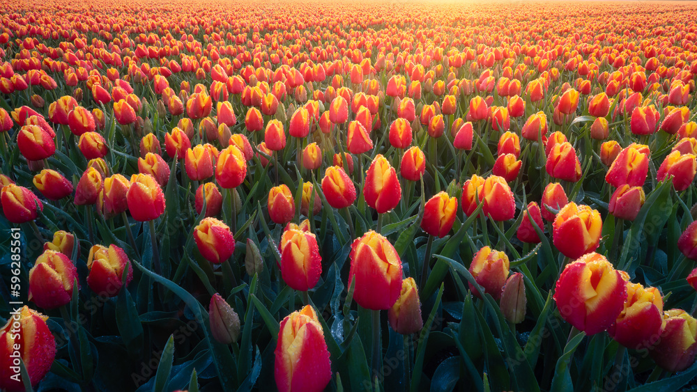 A field of tulips during sunset. Flowers as a background. Landscape with flowers during sunset. Phot
