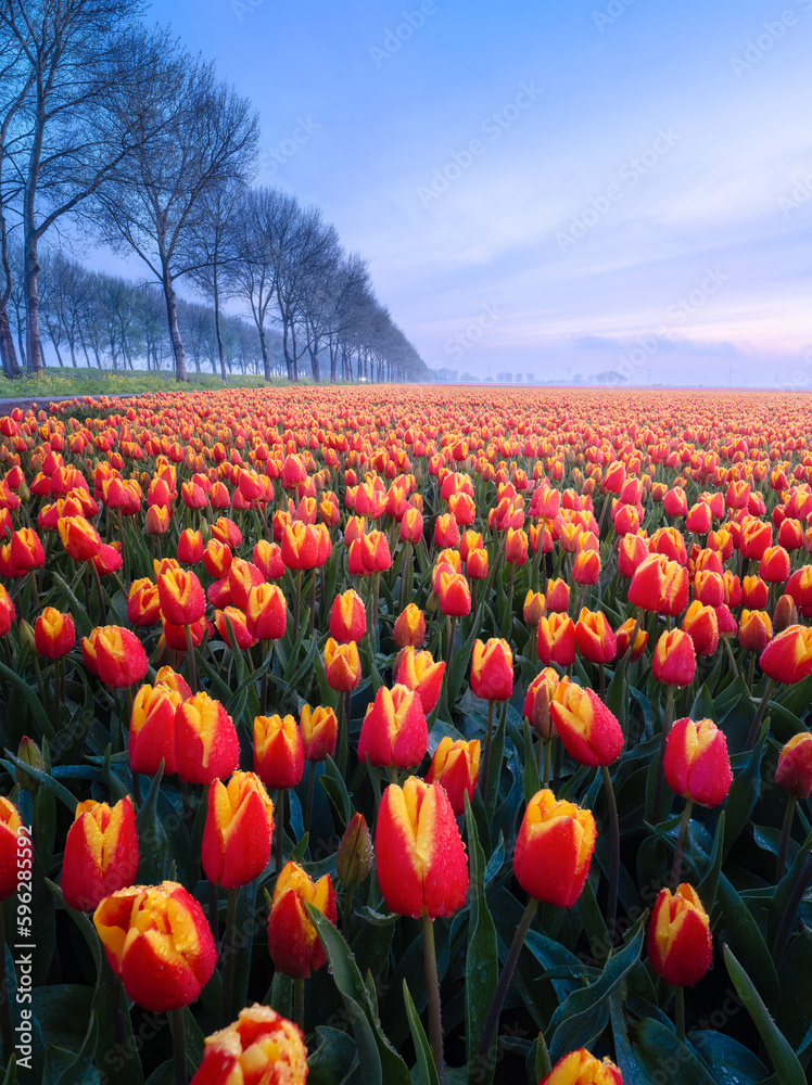 A field of tulips during sunset. Fog over the field. Landscape with flowers during sunset. Photo for