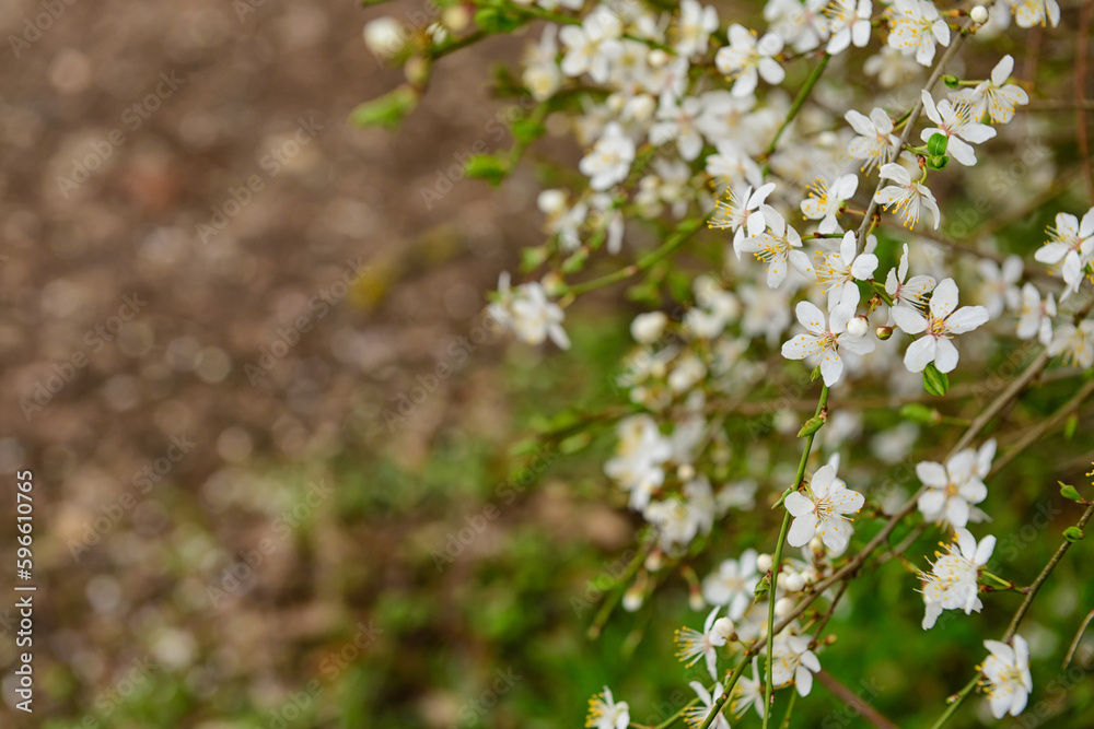 Tree branches with blooming flowers outdoors, closeup