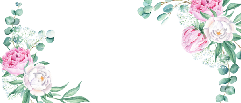 花卉水彩横幅，设计框架。粉白色牡丹、桉树和满天星枝。白色背景上手绘植物孤立图。可用于卡片、婚礼