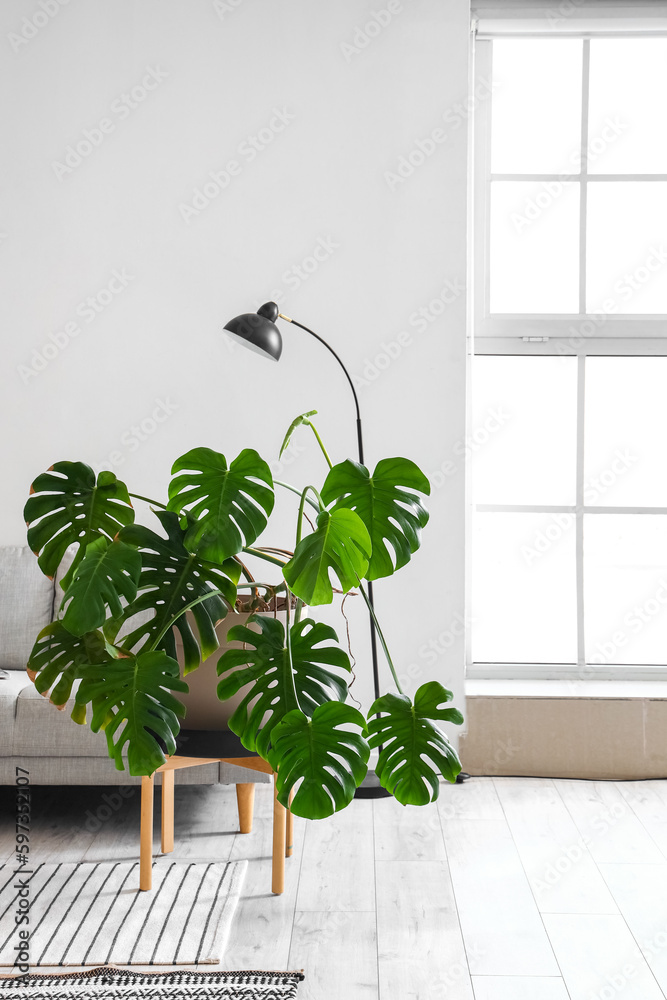 Interior of light living room with sofa, lamp and Monstera houseplant