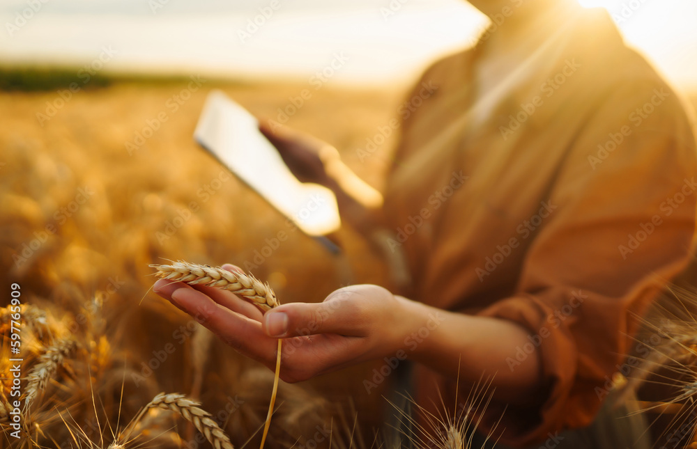Farm owner with tablet in her hands in wheat field checks quality and progress of harvest. Harvestin