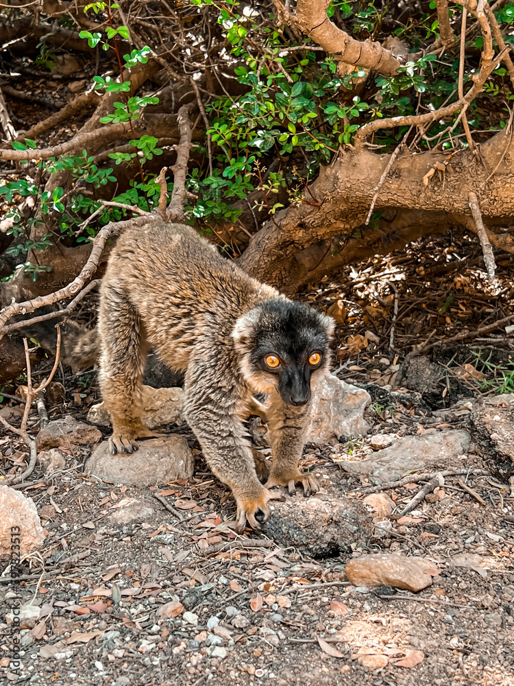 Brown lemur in zoological garden