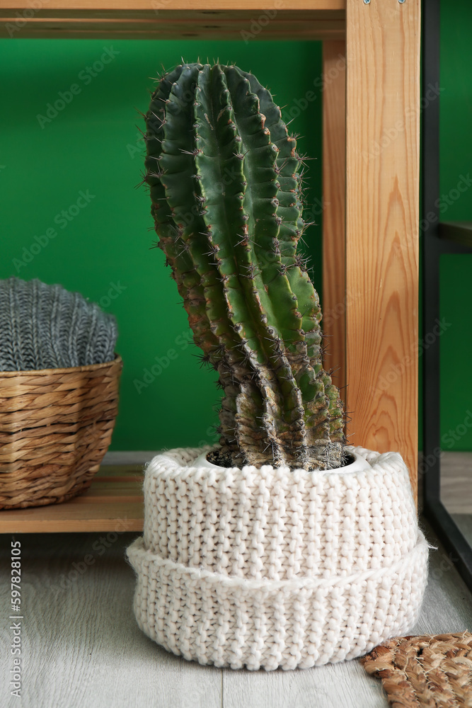 Cactus in pot near green wall