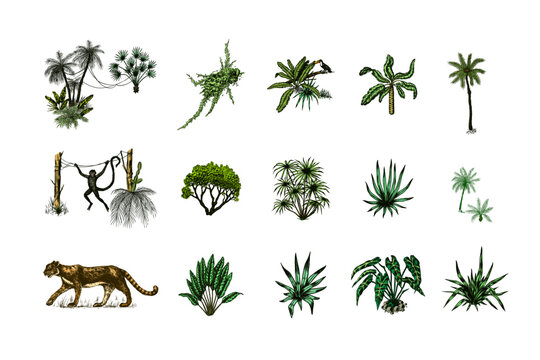 野生老虎和奇异植物。巨嘴鸟和猴子。香蕉、龙舌兰和多肉植物。热带树木。东方景观。奇异的大自然。线性丛林。复古风格的手绘草图。生成式人工智能