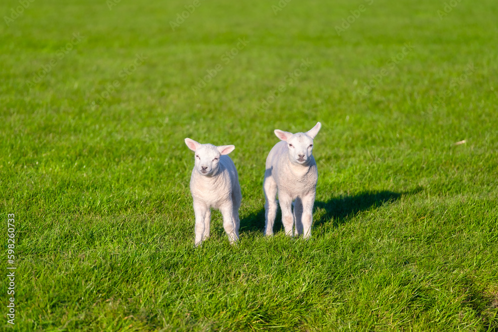 Two lambs in a field. Agriculture. Pasture in a green meadow. The beginning of the spring season. Th