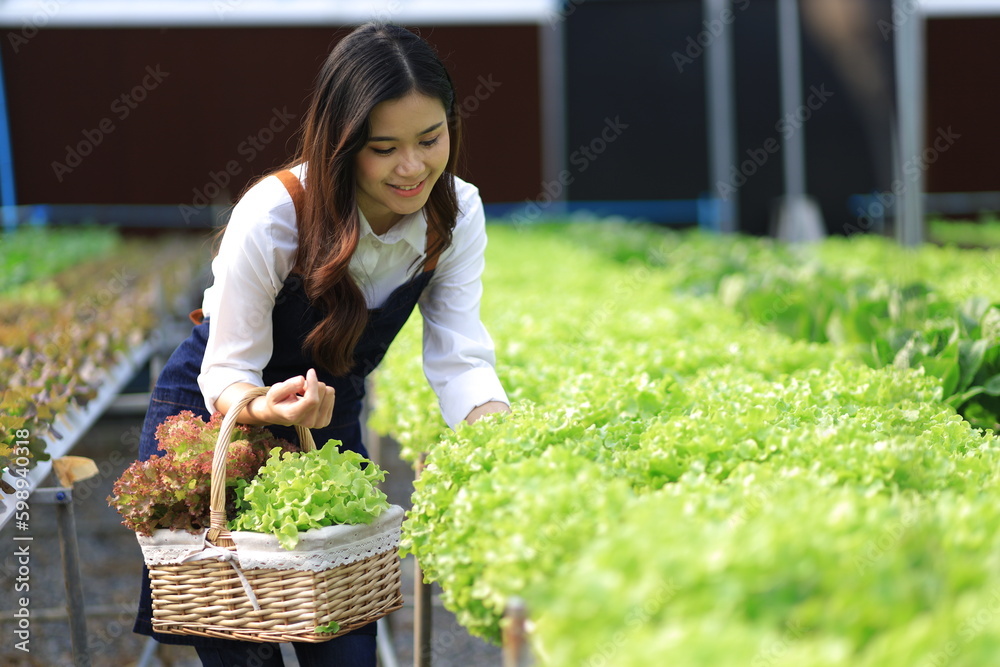 Female farmer working in a hydroponics greenhouse picking and harvesting vegetables in the field.