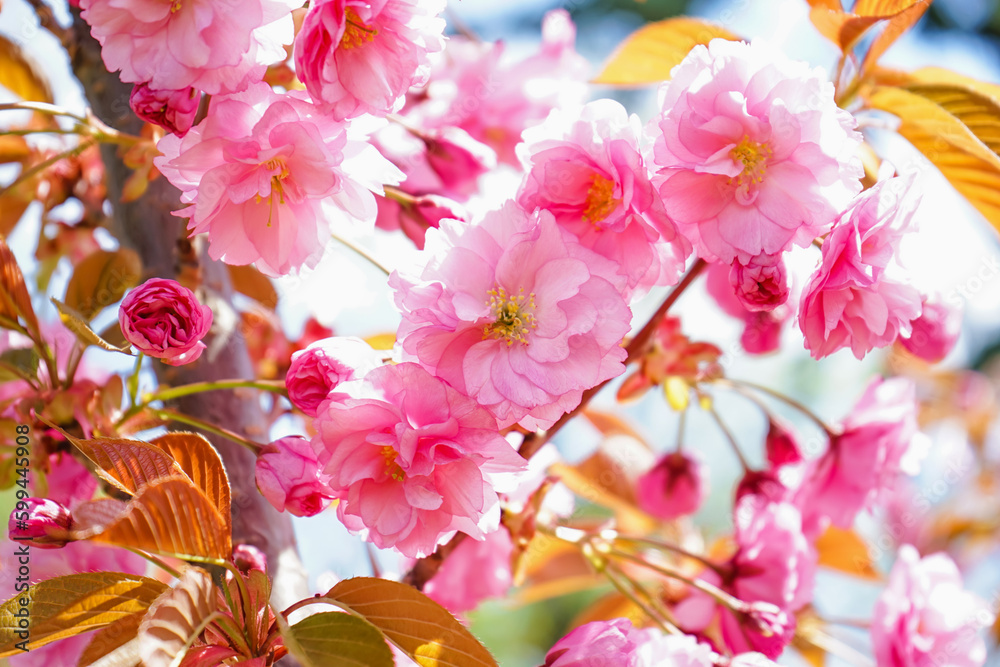 Tree with blooming pink flowers outdoors, closeup
