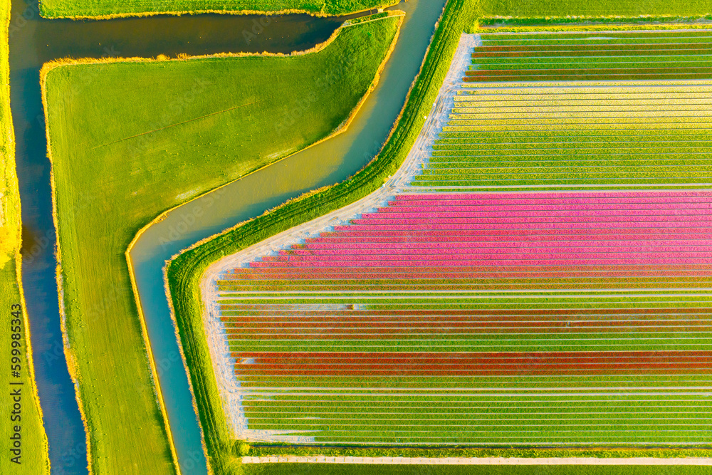 Drone view of a field of tulips. Landscape from the air in the Netherlands. Rows on the field. View 