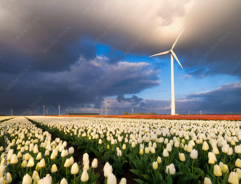 A field of tulips during sunset. A wind generator in a field in the Netherlands. Green energy produc