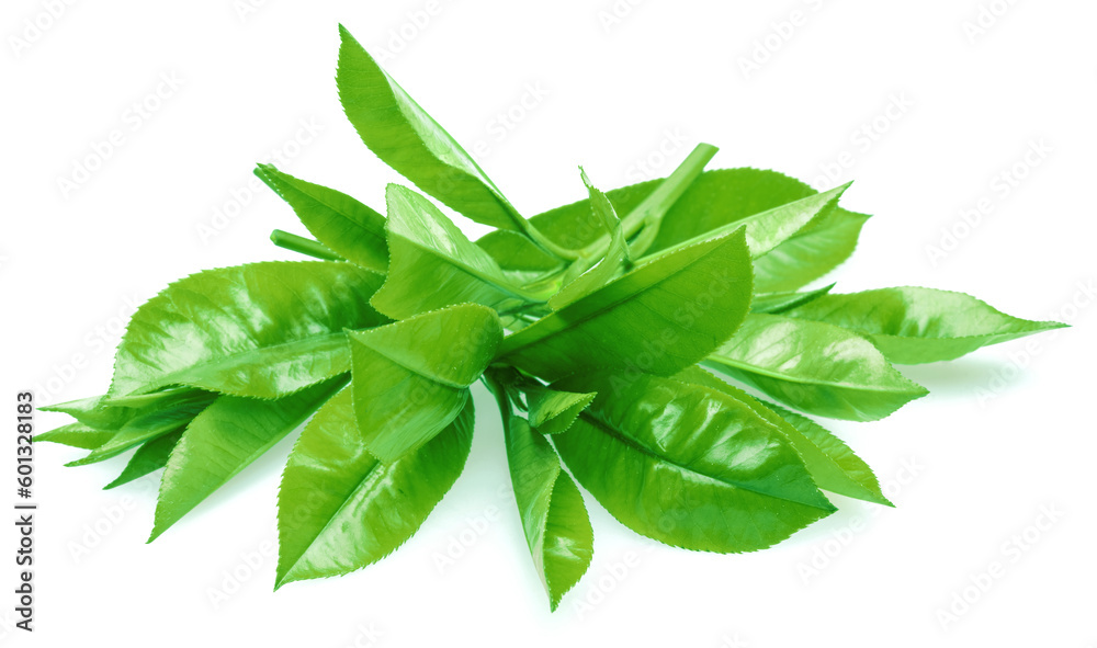 Fresh tea leaves isolated on white background. Closeup.